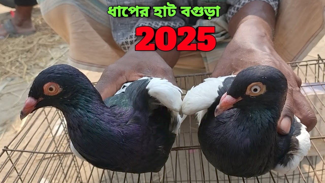কম দামে সেরা মানের কবুতর কিনুন আজই||কবুতরের দাম দর-২০২৫||ধাপের হাট বগুড়া||Dhaper Hat Bogura||