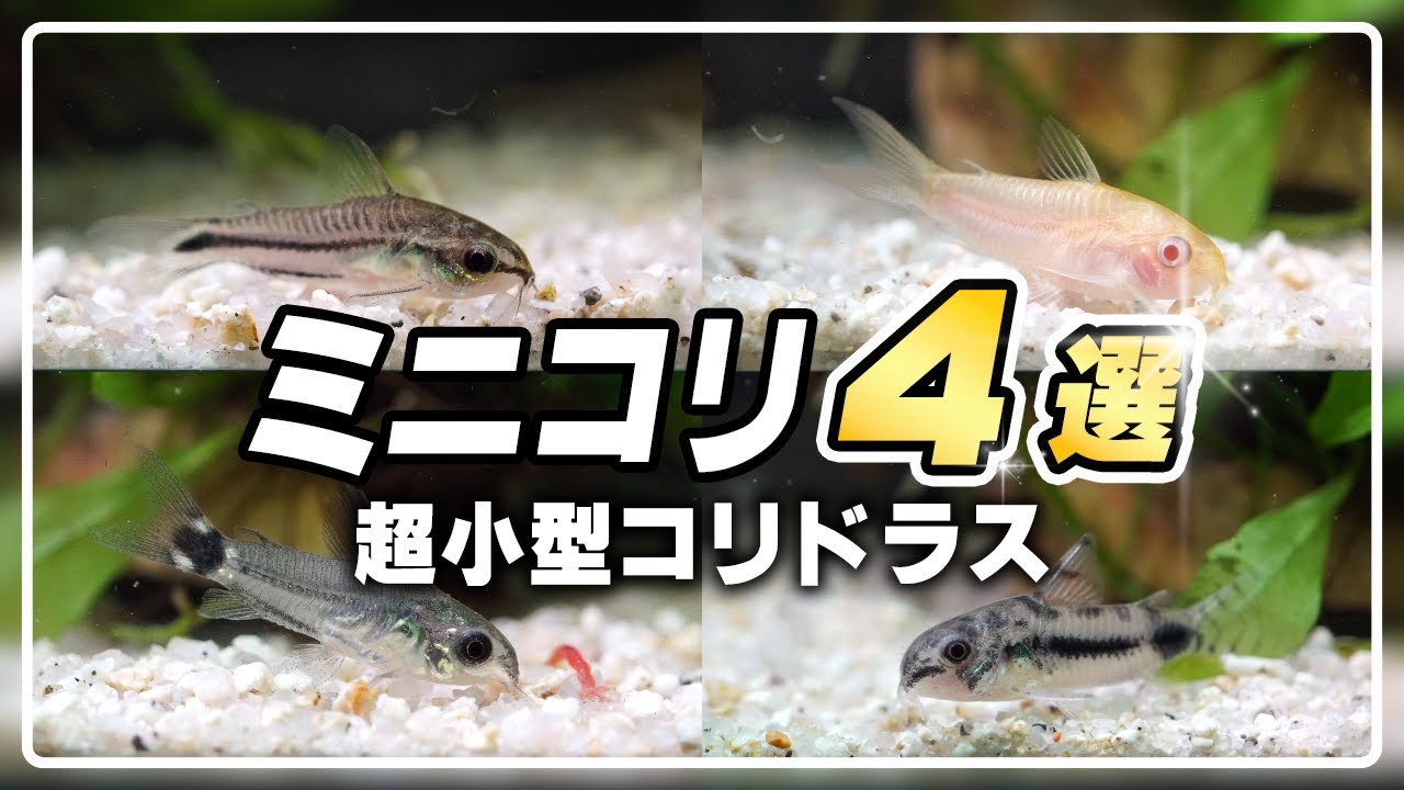 【初心者必見】可愛いミニコリたちと始める！初めてのアクアリウム