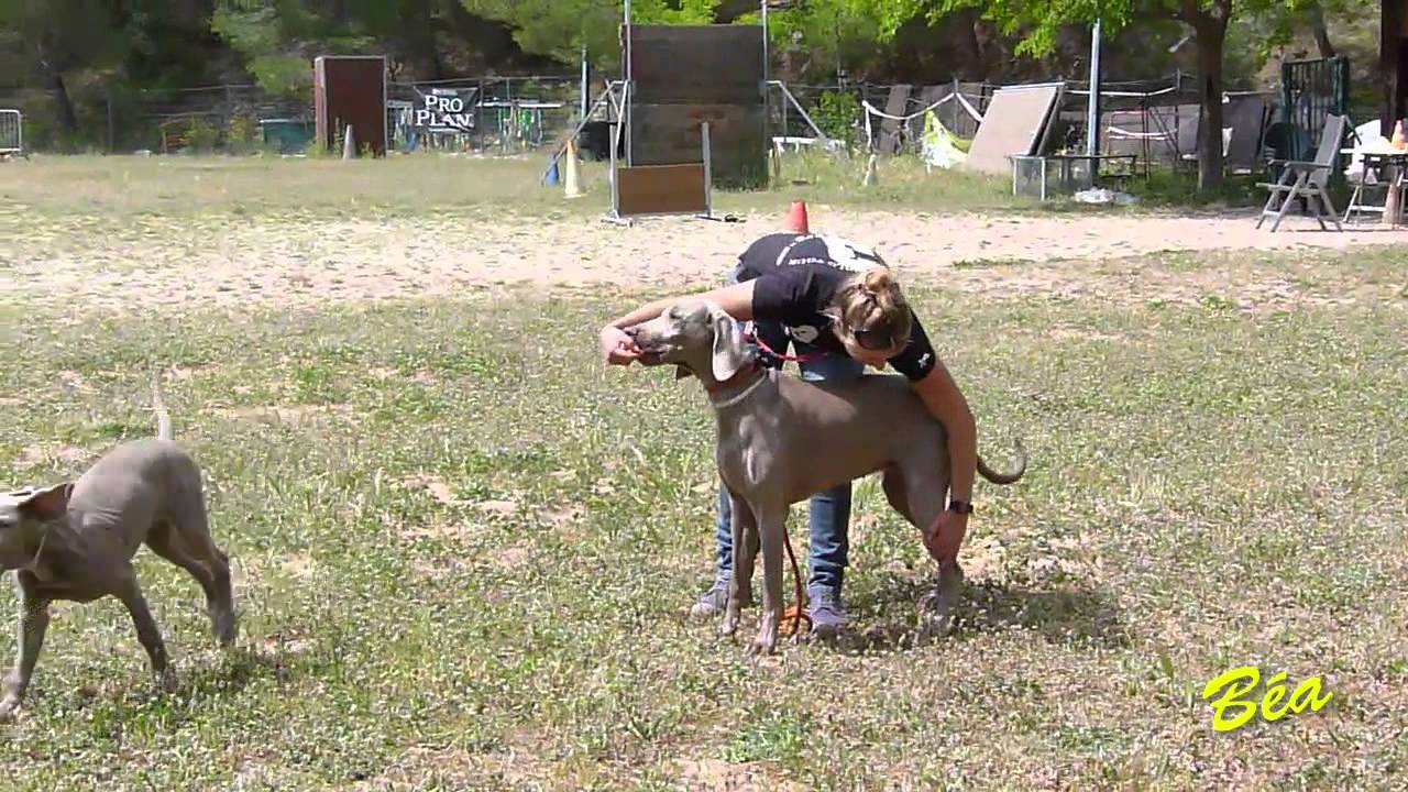 RASSEMBLEMENT APBW BRAQUES DE WEIMAR AU CLUB CANIN LA VALETTE