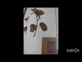 #herbarium #inflorescence
