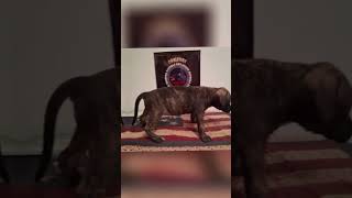 Mexican Eli Bloodline Cardenas Stock Straight From The Source