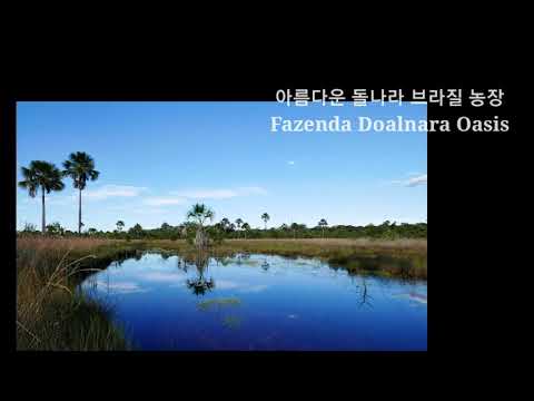 아름다운 돌나라 브라질 오아시스 농장 - 습지풍경