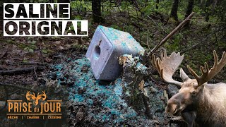 Comment faire une saline et une vasière pour l'orignal