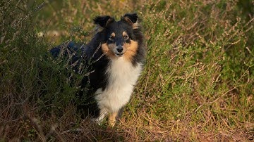 Understanding the Instinctual Behaviors of the Shetland Sheepdog