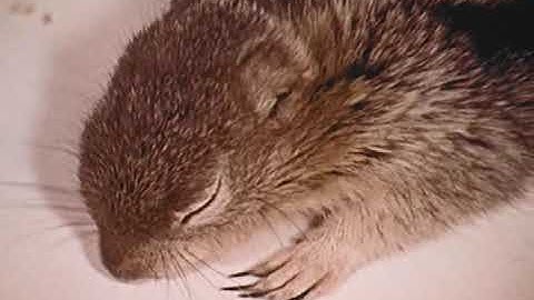 Investigating Hibernation