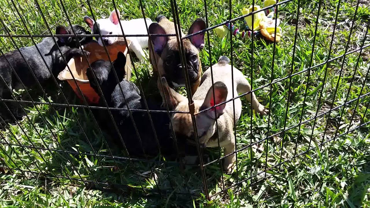 French bulldog puppies for sale camera iphone 8 plus apk