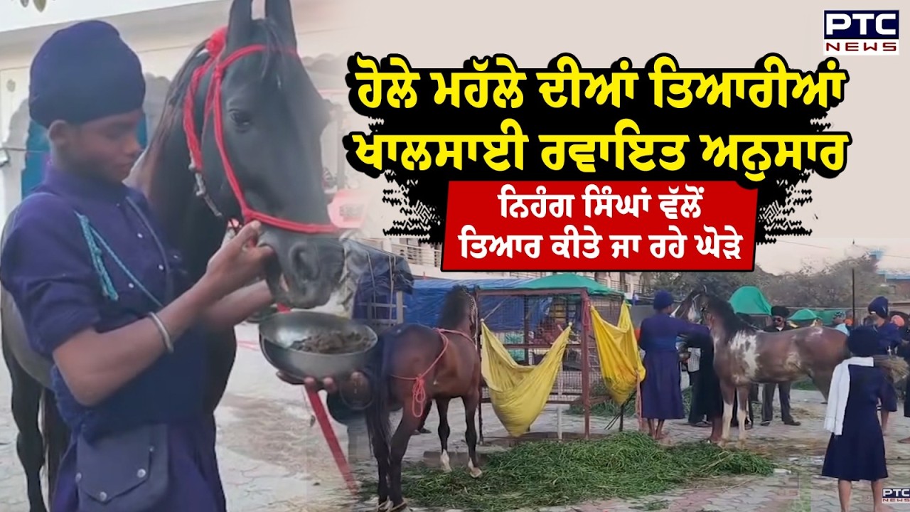 Hola Mohalla ਦੀਆਂ ਤਿਆਰੀਆਂ ਖਾਲਸਾਈ ਰਵਾਇਤ ਅਨੁਸਾਰ  ਨਿਹੰਗ ਸਿੰਘਾਂ  ਵੱਲੋਂ ਤਿਆਰ ਕੀਤੇ ਜਾ ਰਹੇ  ਘੋੜੇ