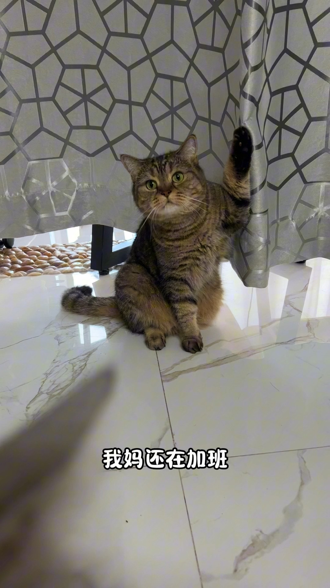 Paws Up!? When Do I Get My Tasty Canned Food?? | Chef Cat Daily Life #tiktok #shorts