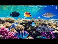 12 hrs of 4k turtle paradise  tropical fish coral reefs  reduce stress and anxiety relaxing