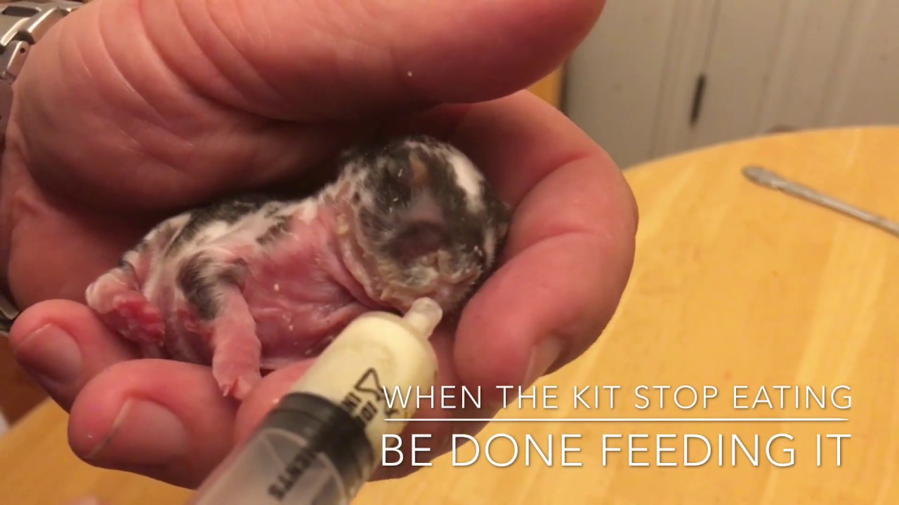 How to bottle feed baby rabbits: 3 days 