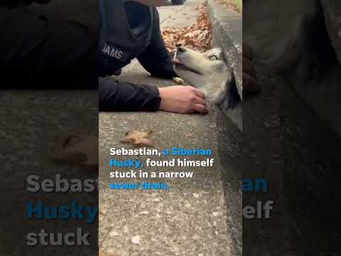 First responders help pull Siberian Husky from narrow sewer drain #Shorts