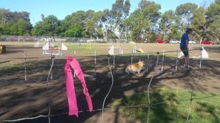 20151001 095143 Emily's Agility Class 3 of 3