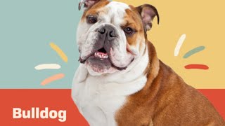 10 Fascinating Facts about the Bulldog | Dog Trivia | DAILY PAWS