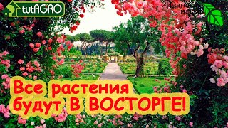 ОТ ЭТОГО ДОМАШНЕГО УДОБРЕНИЯ ВСЕ РАСТЕНИЯ В ВОСТОРГЕ! Гораздо лучше, чем Бокаши и р-р Бессараба.