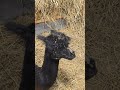 Most Adorable Alpacas Ever! 🦙 Isolda, Ronnie & Stella Melt Every Heart