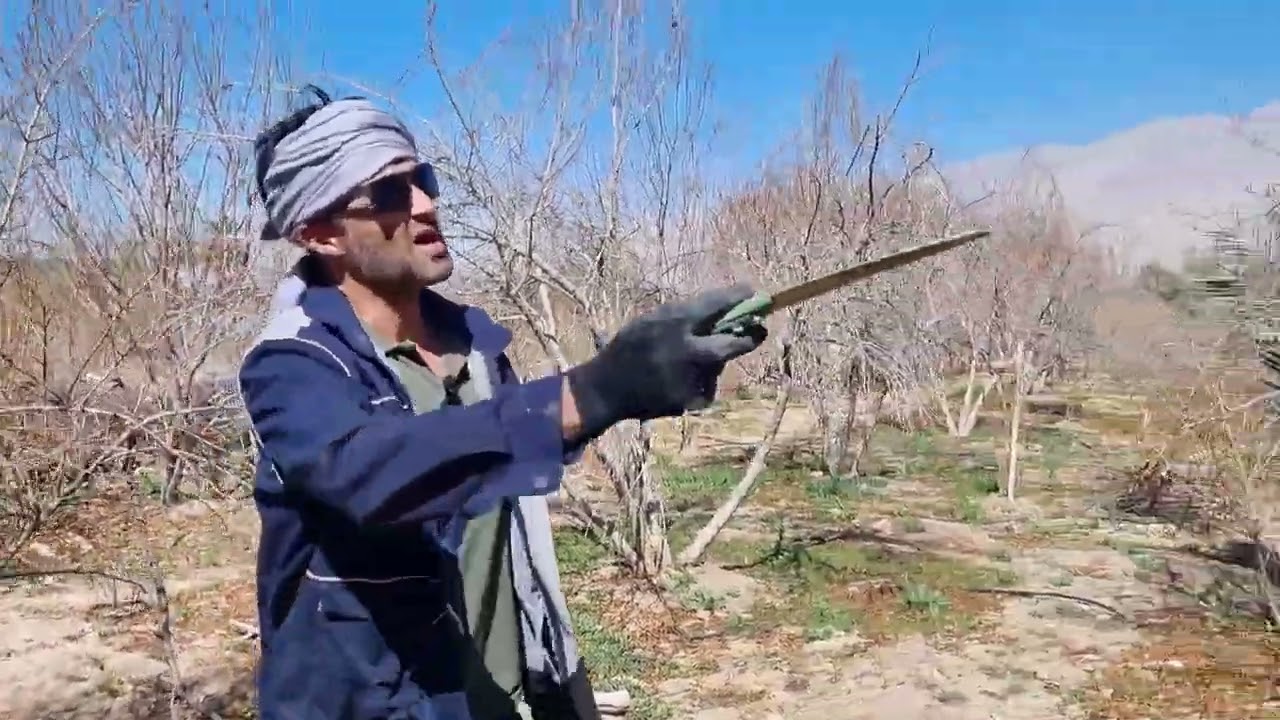 آموزش صفر تا صد هرس درخت انار | قسمت اول
