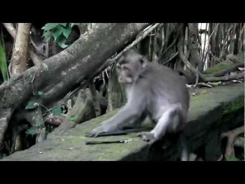 How monkey destroyed phone