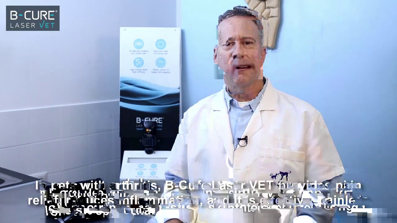 Dr  David Cohen Recommends B Cure Laser Vet