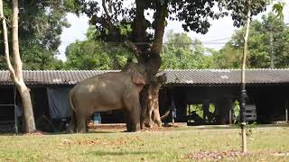 พลายงวงทอง ปีนต้นขนุน  | The male elephant climed up to pluck jackfruits to eat. | 19/4/24