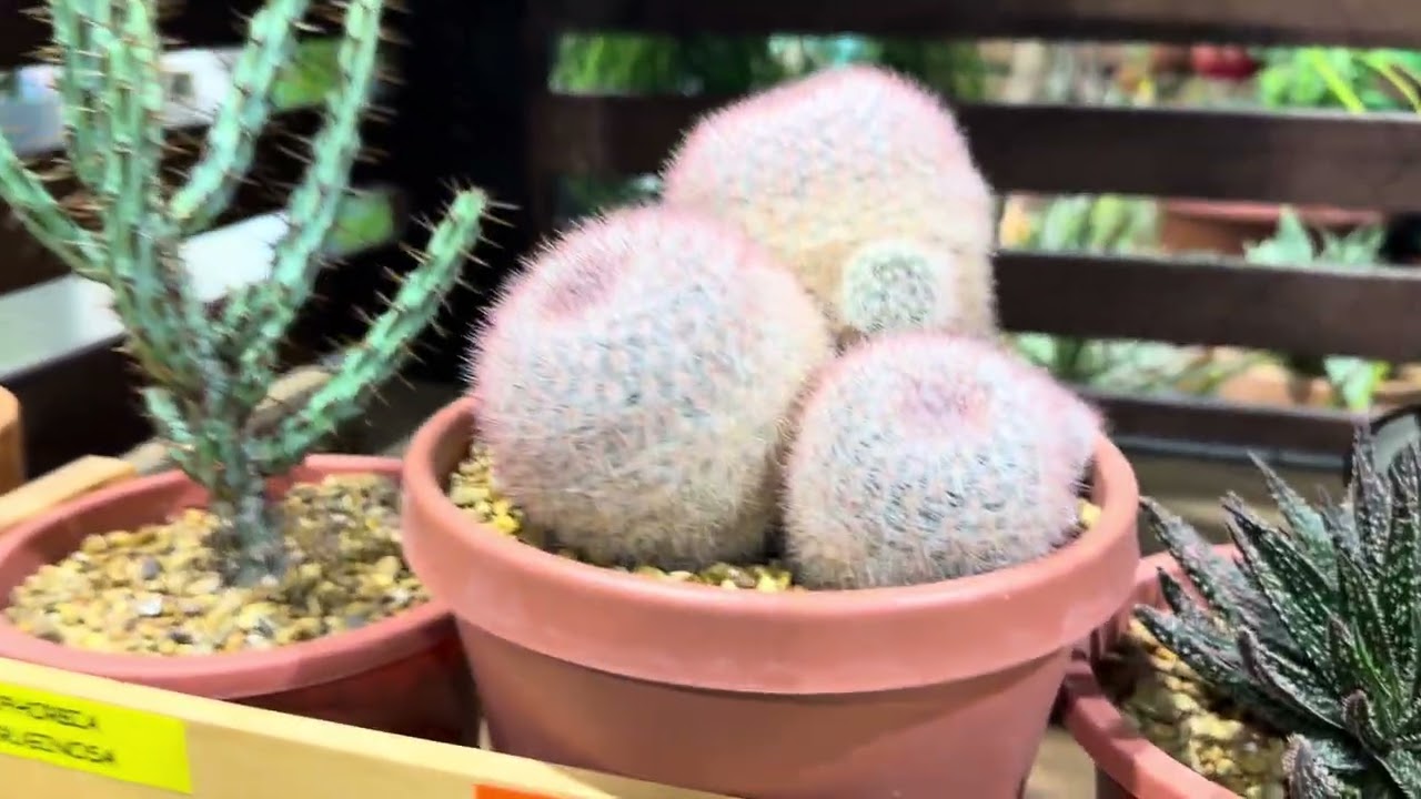 Philadelphia Flower Show 2026 #philadelphia #travel #flowershow2026 