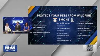 Protecting Your Pets from Wildfire Smoke