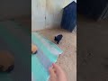 Puppy growth . #shorts #puppy #puppyday #puppies #puppet #puppylife #puppyvideos #shortfeed #fyp