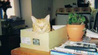 Touch My kitty cat.wmv