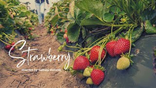 Download Lagu Strawberry Campaign Video MP3 Download Lagu Strawberry Campaign Video MP3