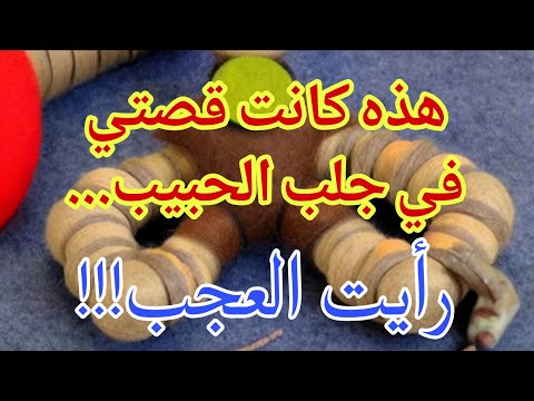 في بداياتي فشلت مرتين في الجلب ثم رأيت العجب في الثالثة