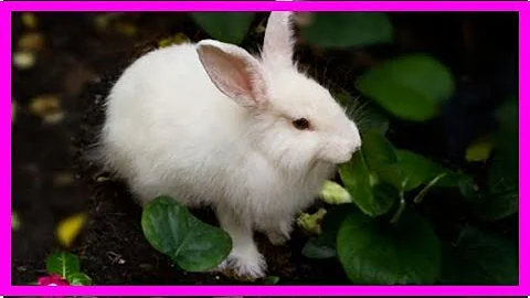 Do rabbits throw off your period?