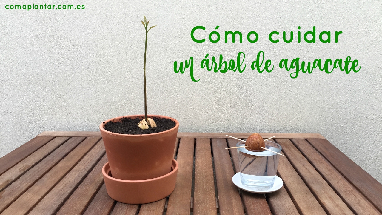 Arbol de aguacate en maceta