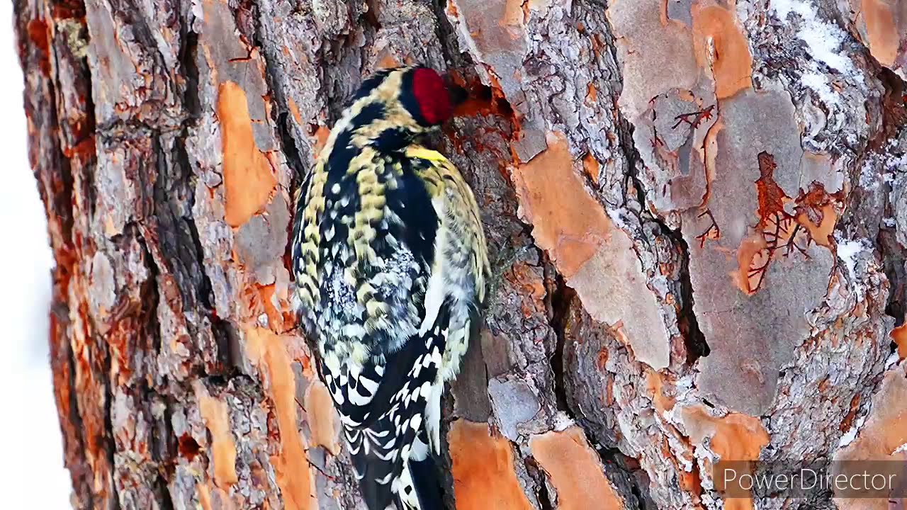 เก็บตก! ฤดูหนาว หิมะตกเงียบสงบในป่าใหญ่ ชีวิตคนไทยในเยอรมัน