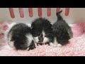 命のリレーでやって来た生後10日の子猫【お盆3兄妹#1】Taking care of rescued kittens.