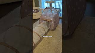 Kids Tent Is The Ultimate Cat Hangout The Pack