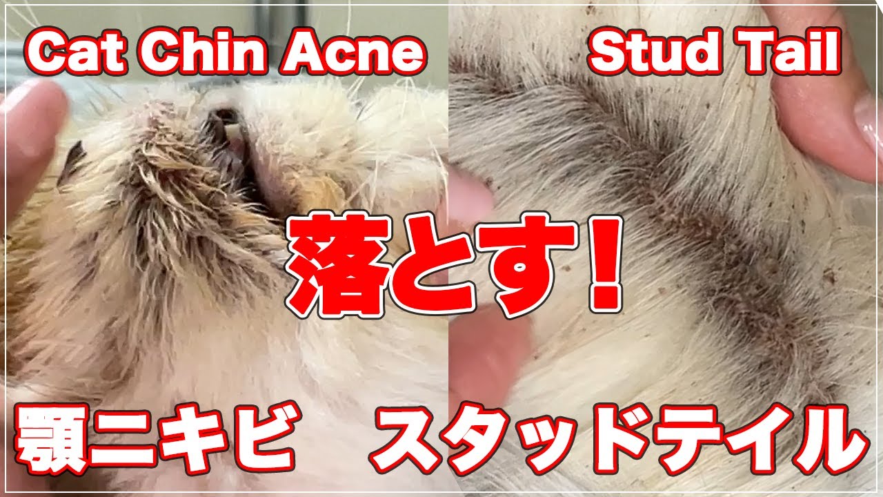 猫 スタッド テイル