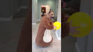 A little fat shaggy dog brings a yellow balloon to the doggie