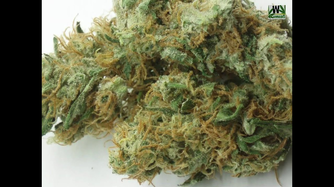 Untagrundbotanika Porno #1: Master Kush