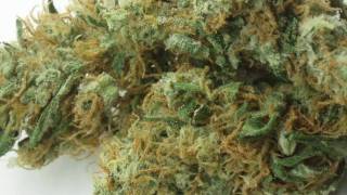Untagrundbotanika Porno #1: Master Kush