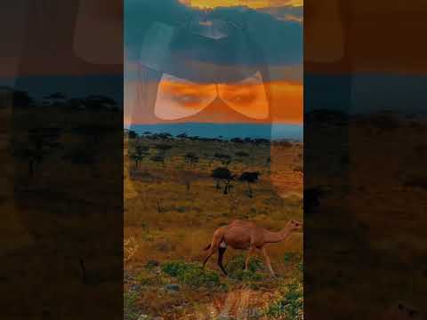 ياعلي صحت بالصوت الرفيع      