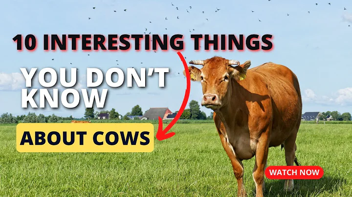 10 INTERESTING THINGS YOU DON’T KNOW ABOUT COWS/CATTLE  | #AnimalsAndPets