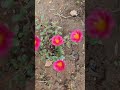 #sonbhadra #up64 #flowers #nature #dudhi #renukut