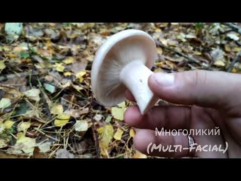 Говорушка Дымчатая Осенний гриб 🍄