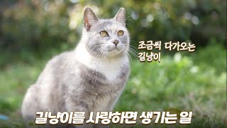 사람을 무서워하던 길냥이들이 점점 다가와요 | 쫀니와 쪼꼬미들 | 🏝️베베집사 제주살이