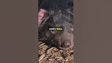 Wombats Were Once Stars Aboriginal Myths Revealed Wildlife 