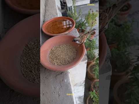 گنجشک عاشق دانه است غذادهی به پرندگان شورت