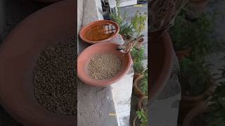 sparrow loves seeds #birdfeeding #shorts