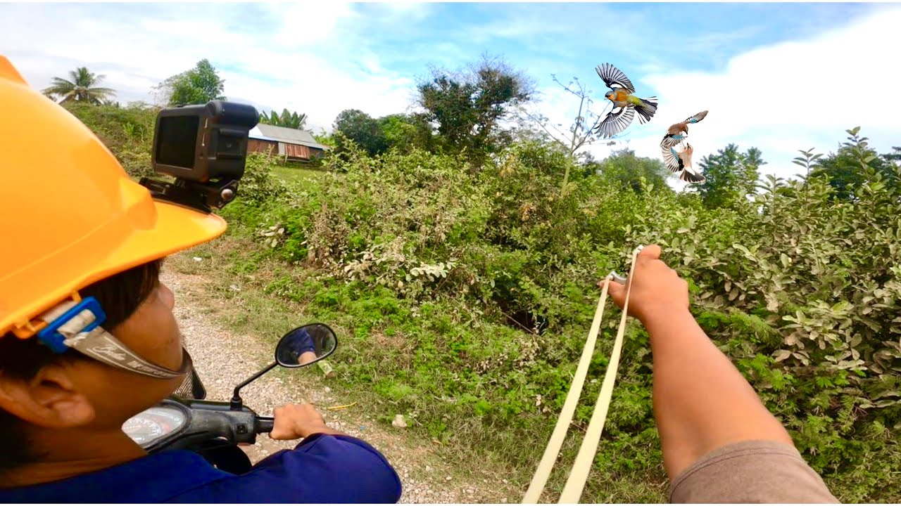 Slingshot Ride Bird Birds hunting with slingshot amazing shot - YouTube