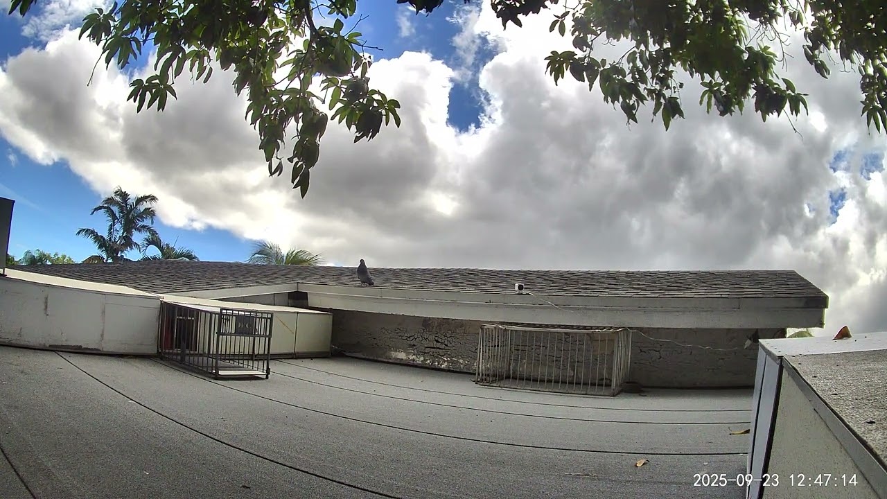 La #11 del cenizo anillada por Maikel F 