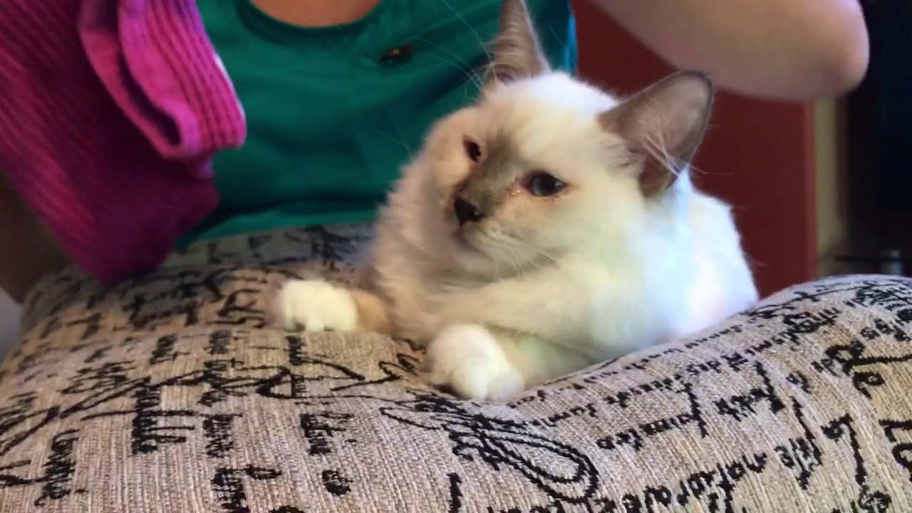Ragdoll Kitten - eye infection treatment with L LYSINE - consistency is