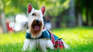 Can Scottish Terriers be trained for dog shows?